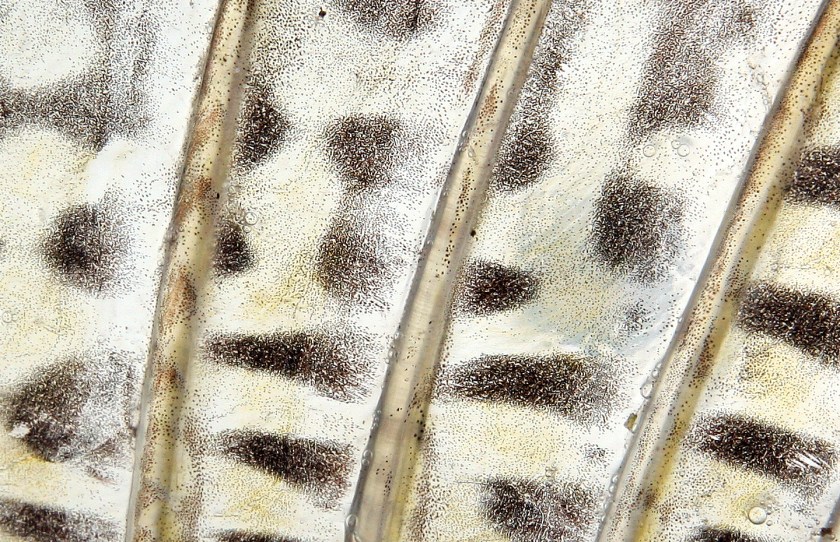 10 Sandre mâle 73cm -Coiselet- 2-12-2012 B.cottet7