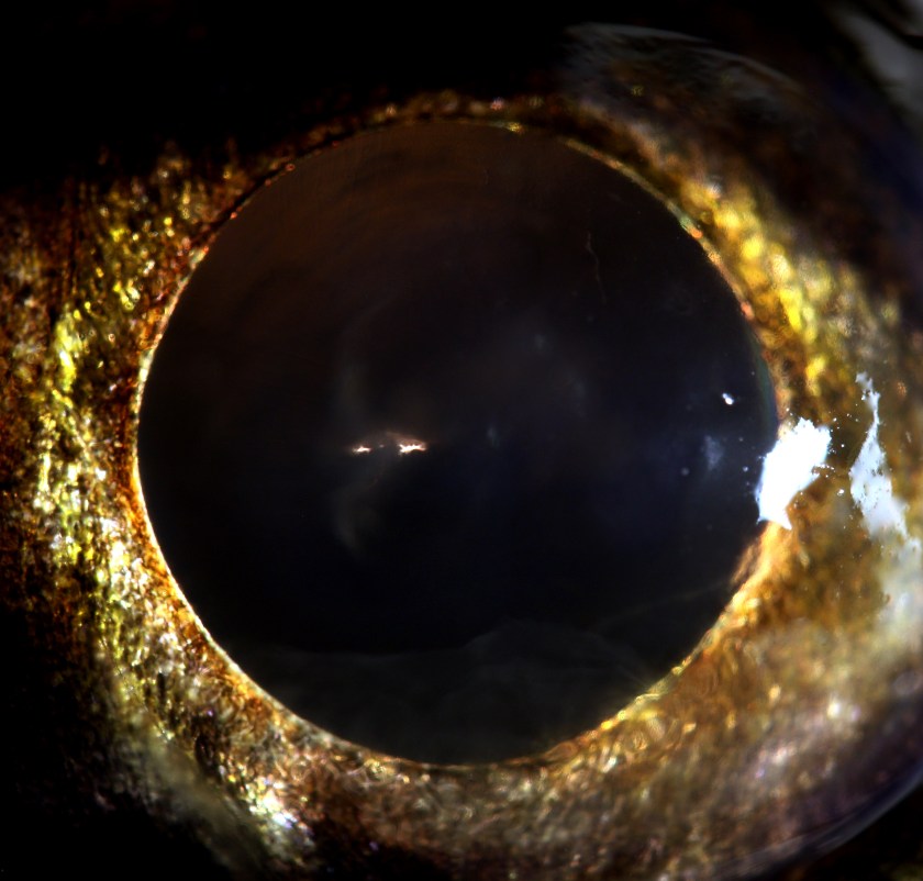 3 sandre femelle 75 cm - Coiselet - 2-12-2012 21