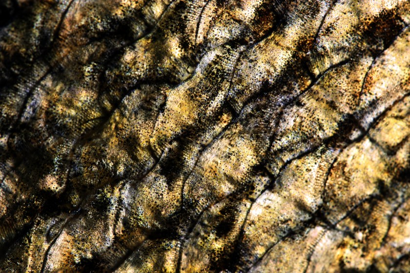 sandre femelle 75 cm - Coiselet - 2-12-2012 3