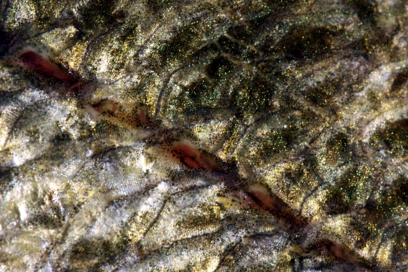 sandre femelle 75 cm - Coiselet - 2-12-2012 6