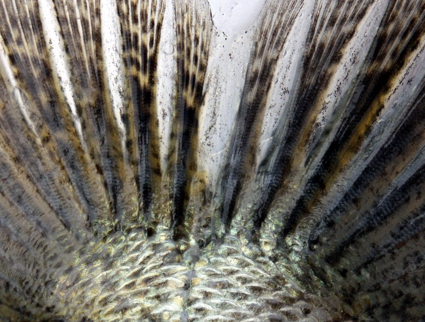 Sandre mâle 73cm -Coiselet- 2-12-2012 B.cottet9