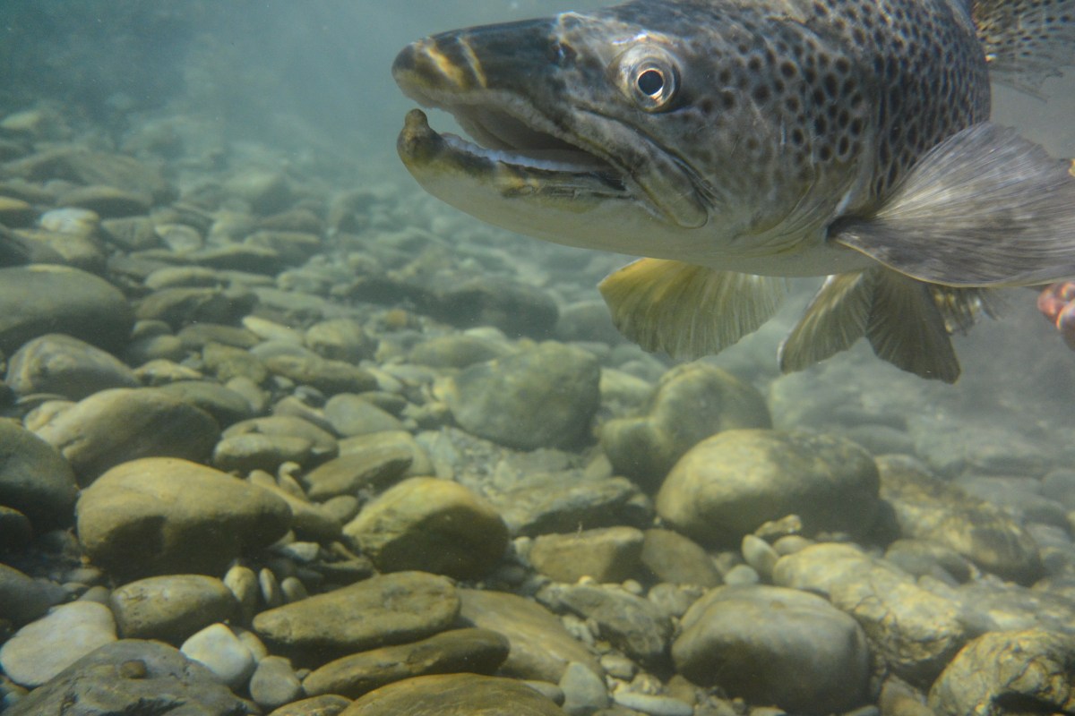 Truite, Nouvelle-Zélande, photo subaquatique&nbsp;3