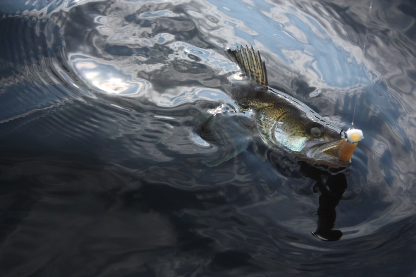 Sandre - Barrage de Viam